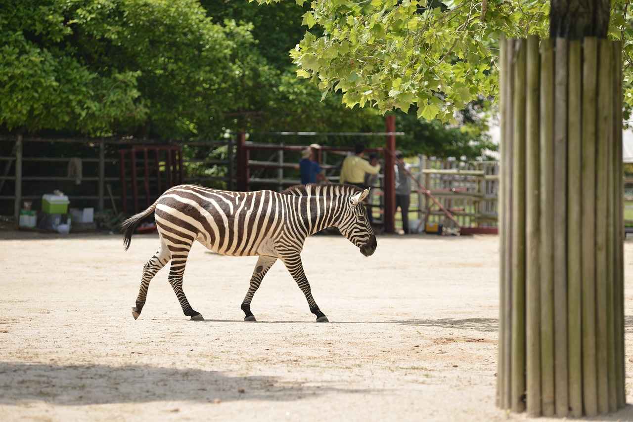 Saç Bandı ile Tarzınızı Konuşturun